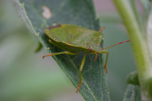 close up of a green shield bug sitting on a green leaf in spring