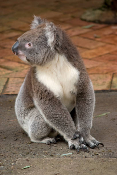 istock the koala is sitting on the ground 1489527821