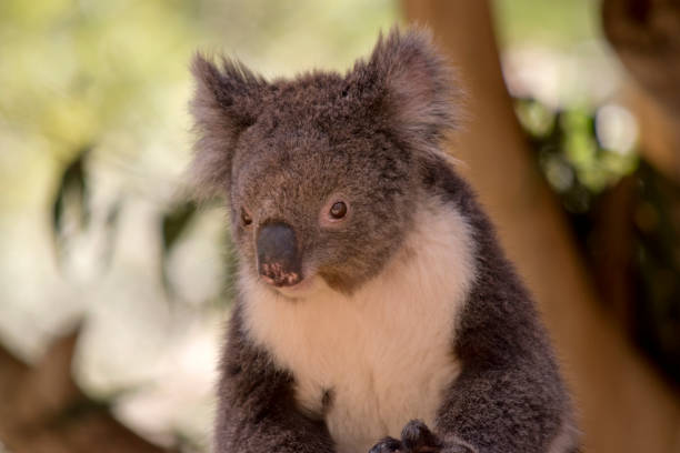 istock this is a close up of a koala 1489527855