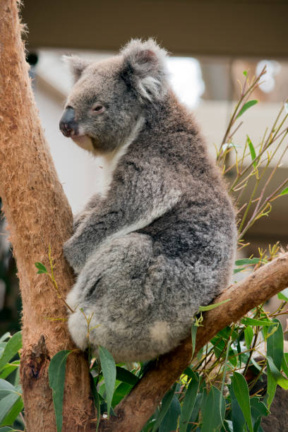 istock this is a close up of a koala on a tree 1489528176
