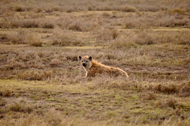 istock Hyena in the Wild 1489528438