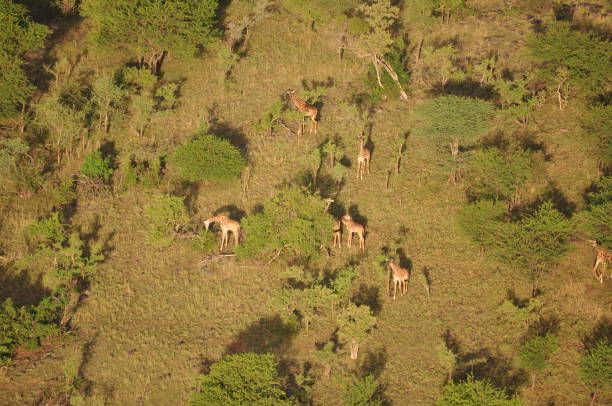 South African giraffe or Cape giraffe (Giraffa giraffa or Giraffa camelopardalis) giraffa stampeding. Botswana.