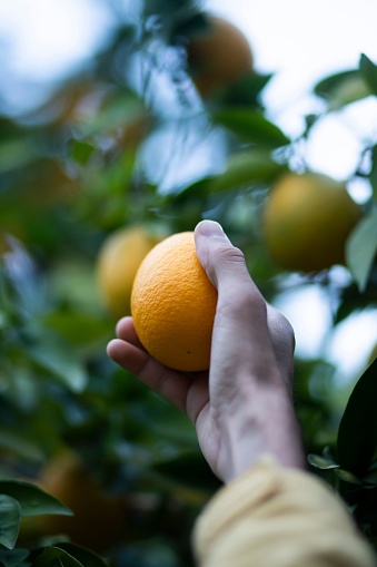 A man reaching up to pluck a ripe orange from a lush, leafy citrus tree