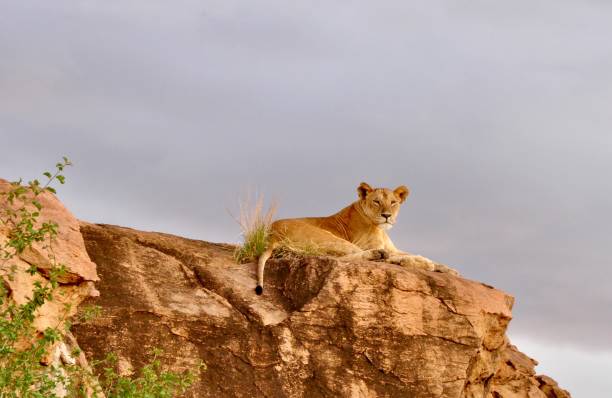 istock Lioness High Up on Rock 1489529494