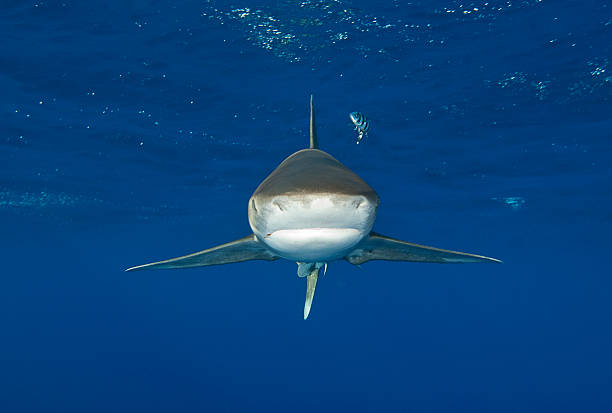istock Head On Oceanic Whitetip Shark 148952986