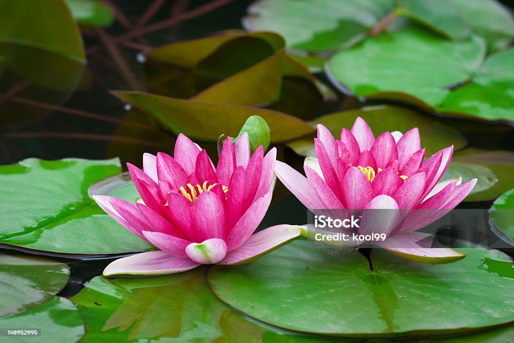 Lotus - Foto stock royalty-free di Due oggetti