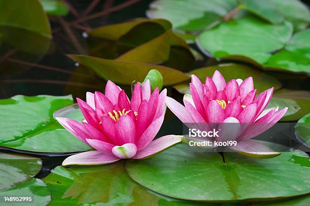Lotus - Fotografie stock e altre immagini di Due oggetti - Due oggetti, Fiore di loto, Acqua