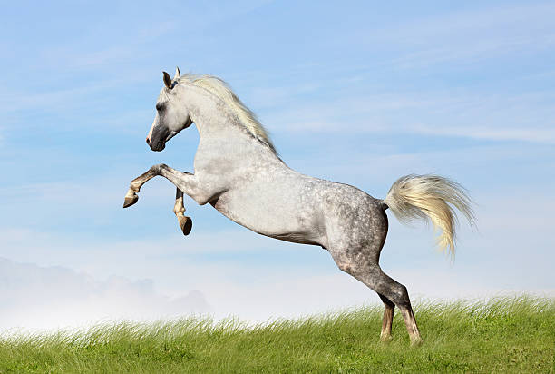 arabian stallion rears arabian stallion rears white horse running stock pictures, royalty-free photos & images