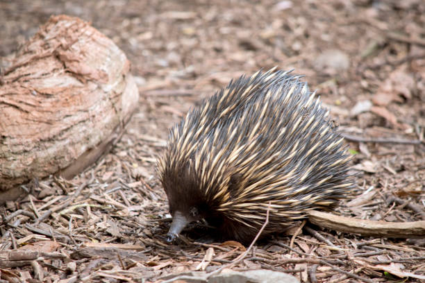 istock the echidna is walking around looking for ants 1489531584