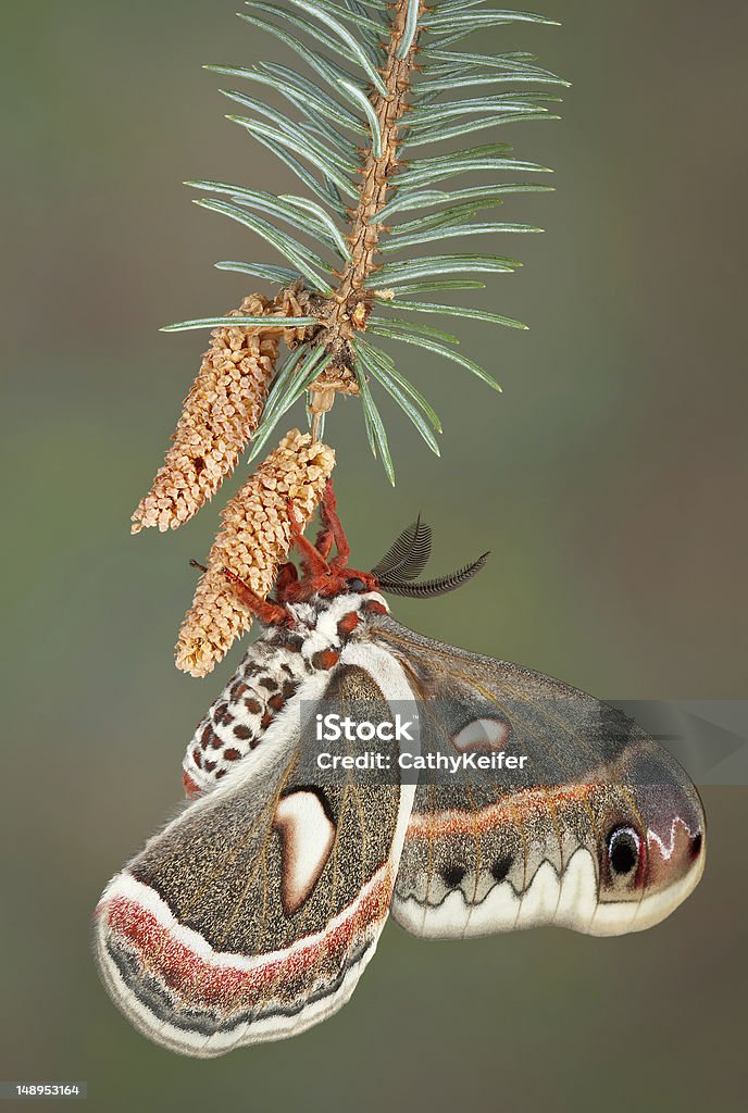 Cecropia sur pine - Photo de Cecropia libre de droits