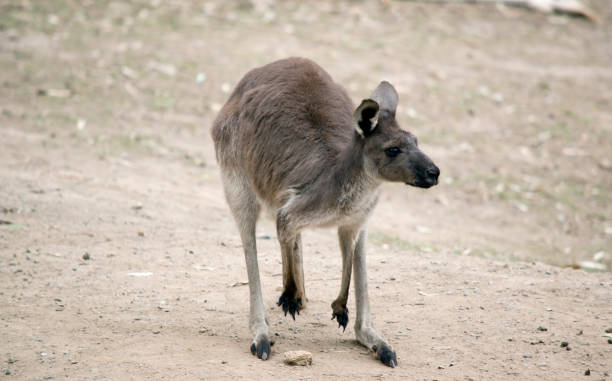 istock The kangaroo-island kangaroo is looking for food 1489531652