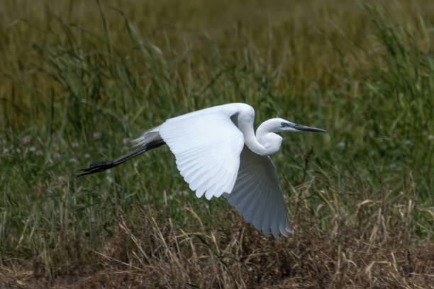 istock Heron in breeding color flying in rice paddy. 1489531916
