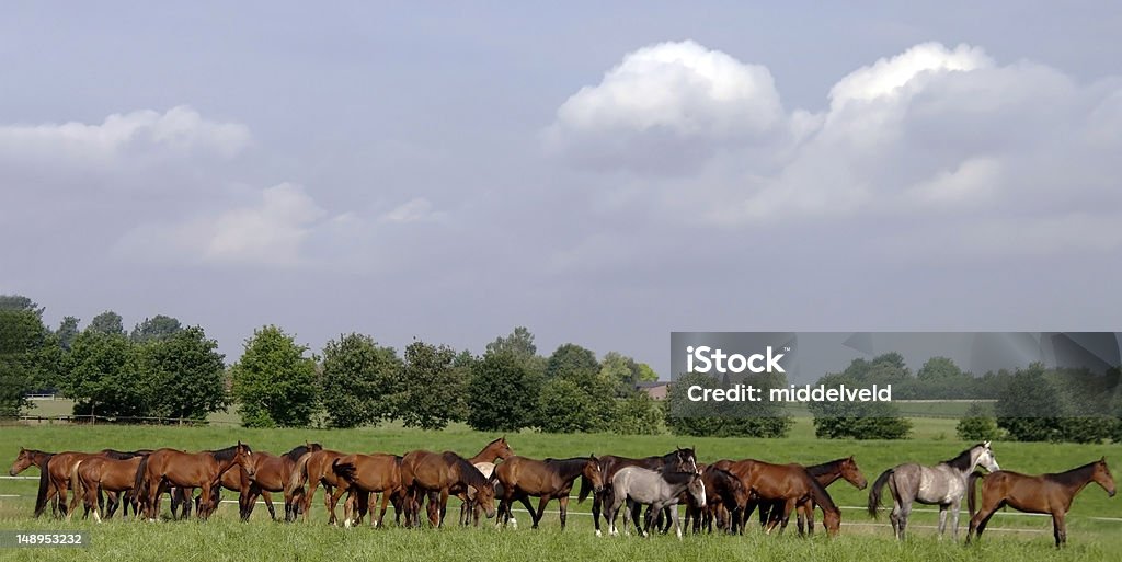 Di cavalli - Foto stock royalty-free di Camminare