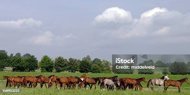 Foto de Cavalos e mais fotos de stock de Andar - Andar, Cavalo - Família do cavalo, Manada