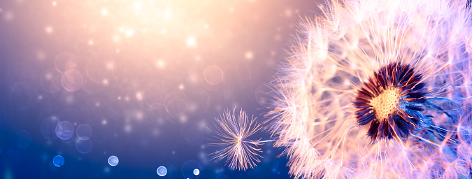 Close-up Of Dandelion Blowball At Night In Soft Moonlight With Bokeh Background - The Freedom To Dream