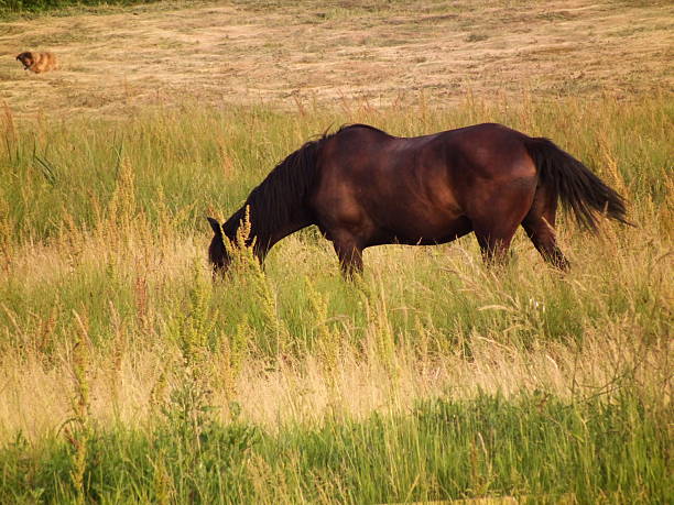 istock brown horse in the field 148953374