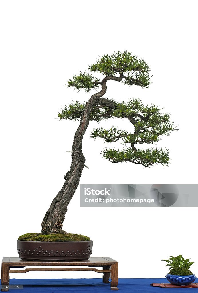 Scotch pine as bonsai tree White isolated scotch pine as bonsai tree Scots Pine Stock Photo