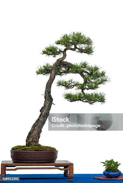 Scotch Pine As Bonsai Tree Stock Photo - Download Image Now - Scots Pine, Asian Culture, Bonsai Tree