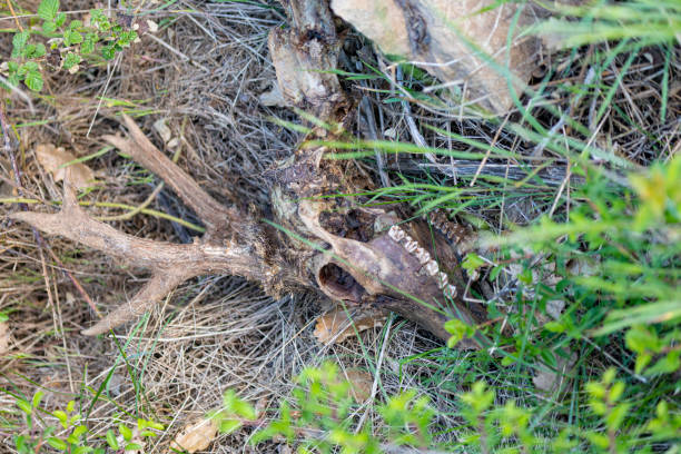 istock Dead Roe deer cleaned bones by vultures in the field 1489534192