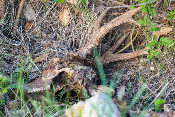 istock Dead Roe deer cleaned bones by vultures in the field 1489534924