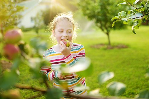 Cute young girl harvesting apples in apple tree orchard in summer day. Child picking fruits in a garden. Fresh healthy food for small kids. Family nutrition in summer.