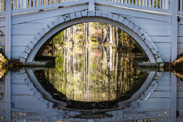 istock A small bridge over very still water in a forest or swamp like 1489536320