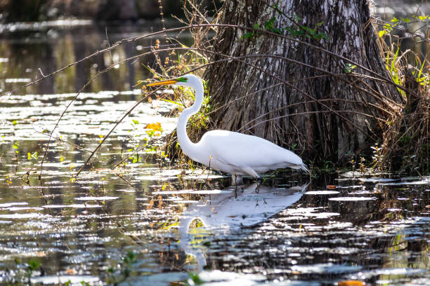 istock An Eastern Great Egret standing in a South Carolina swamp 1489536452