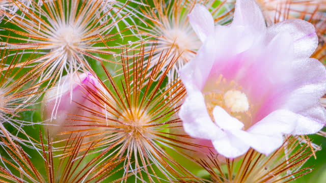 Mammillaria laui cacti blooming time lapse video