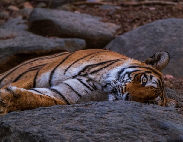 istock there is a tiger that is laying down on the rocks 1489539126