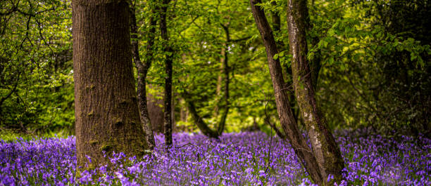 istock Amazing panoramic view of  violet flowers in forest. 1489540281