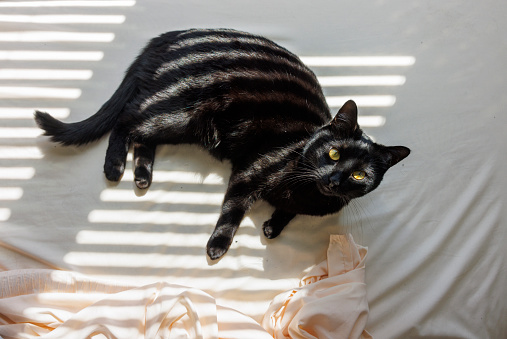 Black cat lazily lounging in bright sunbeams amidst shadow stripes