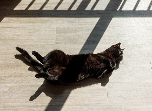 Peaceful moment of pets: black cat soaks up sunlight and relaxation on balcony floor