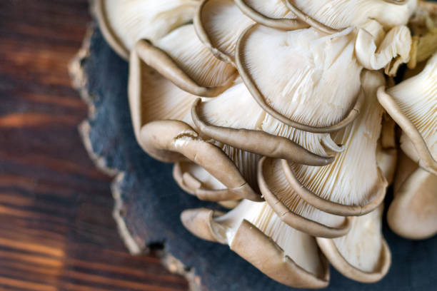 istock Fresh oyster mushrooms on a wooden board on the table 1489541099