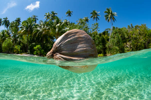 istock Coconut Drifting Near Scenic Island Beach 1489541279