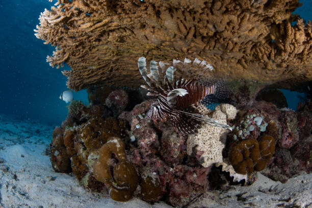 istock Lionfish Below Table Coral in Indonesia 1489541283