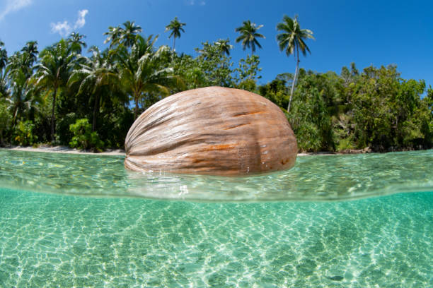 istock Coconut Drifting Near Scenic Island Beach 1489541305