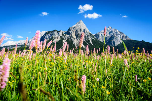 istock Blooming spring meadow in front of mountain massif in the Alps 1489541985