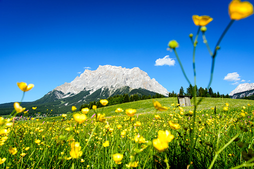 wunderschöne blühende Wildblumen vor der Zugspitze bei Ehrwald, Tirol