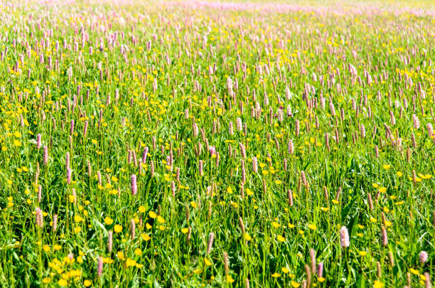 Bergwiese mit blühneden Wildblumen im Frühling