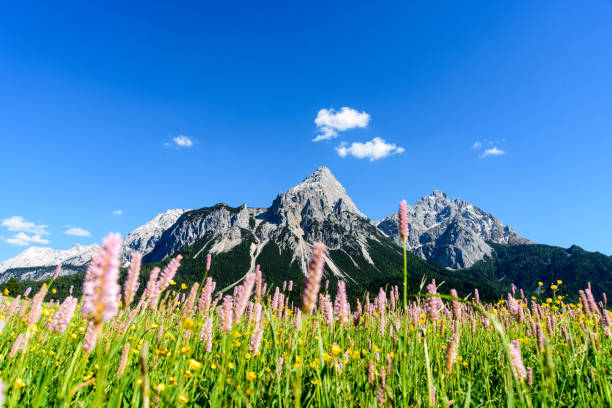 kwitnąca wiosenna łąka przed masywem górskim w alpach - zugspitze mountain mountain tirol european alps zdjęcia i obrazy z banku zdjęć