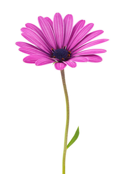 istock Cape marguerite isolated on white background, Dimorphoteca ecklonis 1489543191