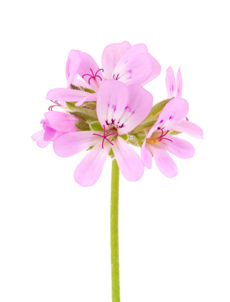 istock Rose geranium isolated on white background, Pelargonium graveolens 1489543330