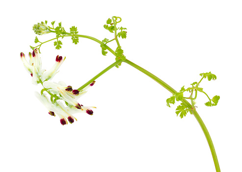 Fumaria capreolata, the white ramping fumitory, is an herbaceous annual plant in the poppy family Papaveraceae.
