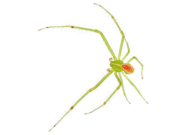 istock Crab spider isolated on white background, Heriaeus sp. 1489545071