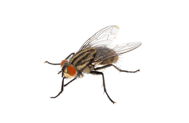 istock Flesh fly isolated on white background, Sarcophaga sp. 1489545232