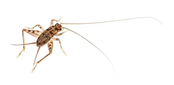 istock Wingless house-cricket isolated on white background, Gryllomorpha dalmatina 1489546730