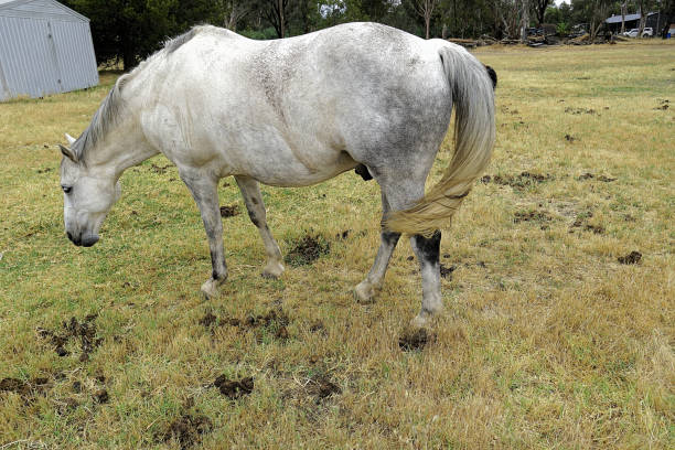 Horse, Pony or Hack grazing in the Northern Country