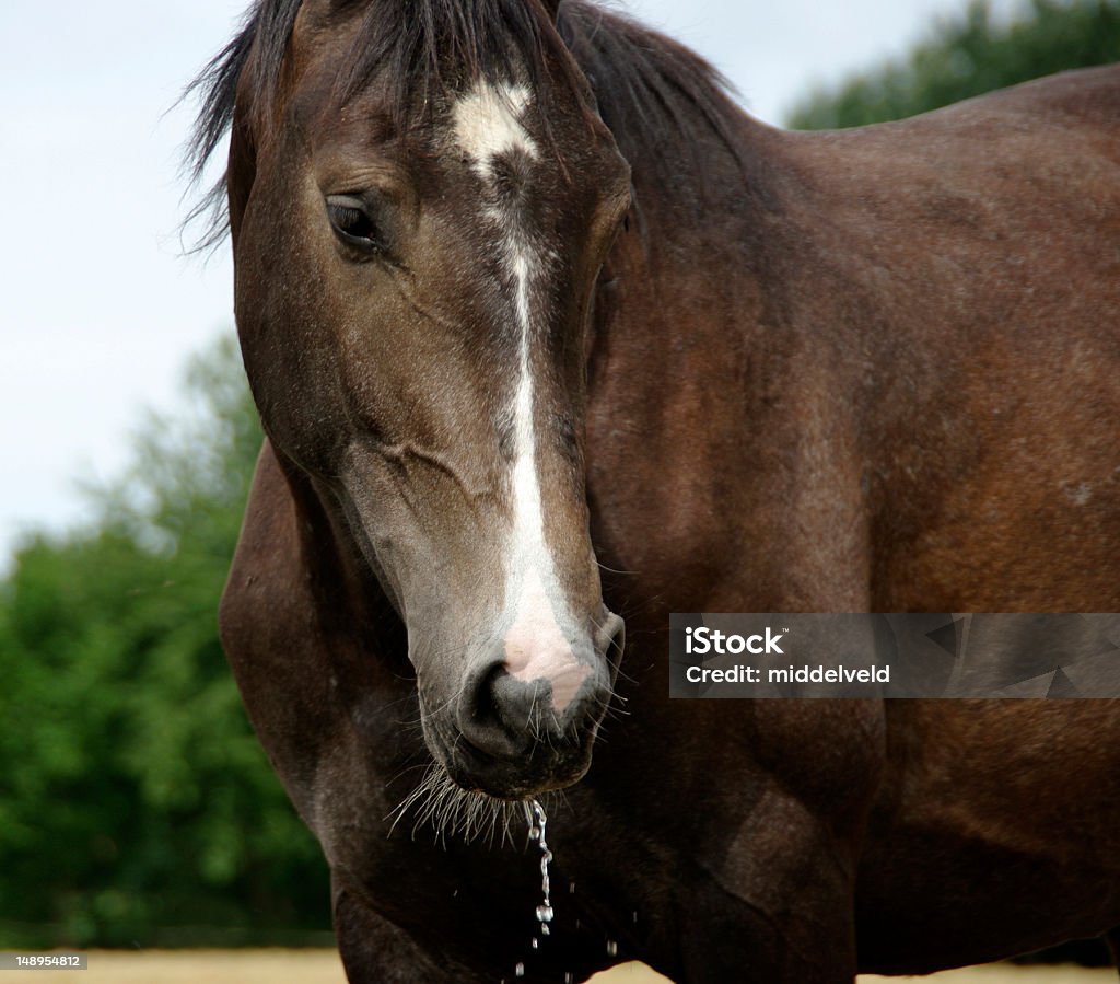 Cavalo é beber - Foto de stock de Ambiente - All Vocabulary royalty-free