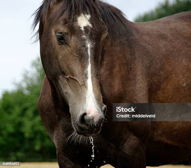 Foto de Cavalo É Beber e mais fotos de stock de Ambiente - All Vocabulary - Ambiente - All Vocabulary, Animal doméstico, Beber