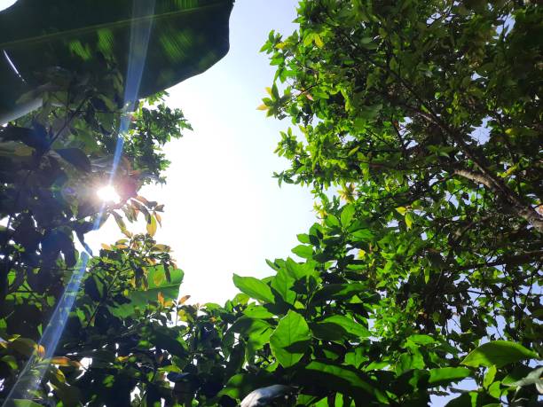 istock The trees are seen from below against a backdrop of blue sky and sunlight 1489550023